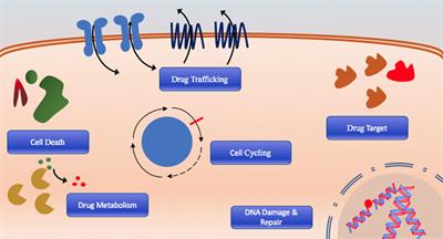 microRNAs and Acute Myeloid Leukemia Chemoresistance: A Mechanistic Overview